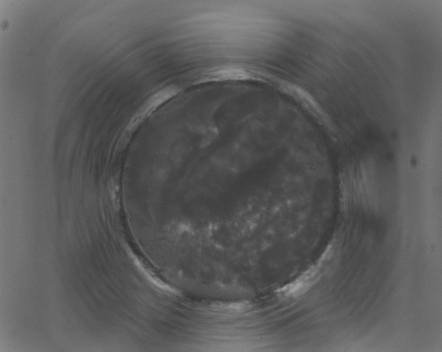 X0000068771225200605011018