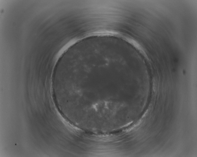 X0000068771229200605011018