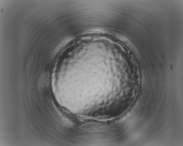 X0000068771233200605011019