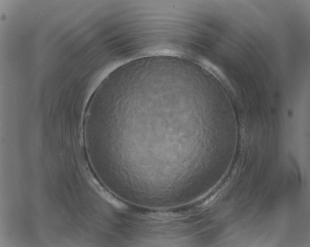 X0000068771236200605011019