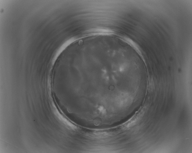 X0000068771243200605011019