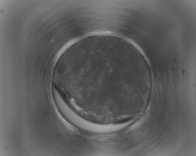 X0000068771245200605011019