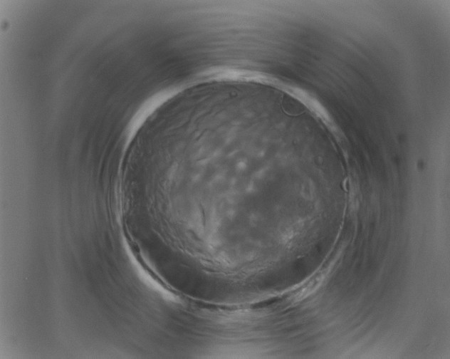 X0000068771247200605011019