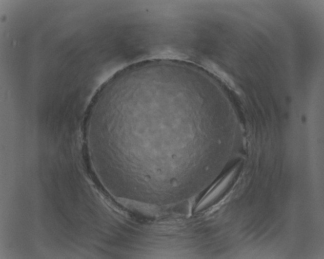 X0000068771264200605011018