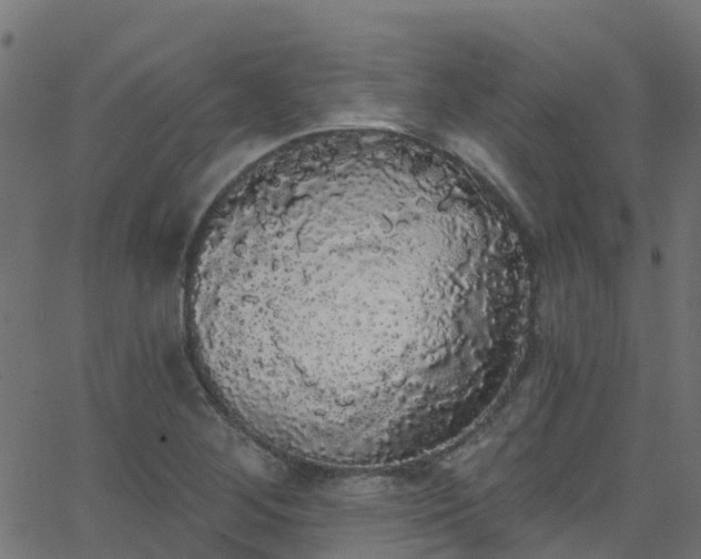 X0000068771268200605011018