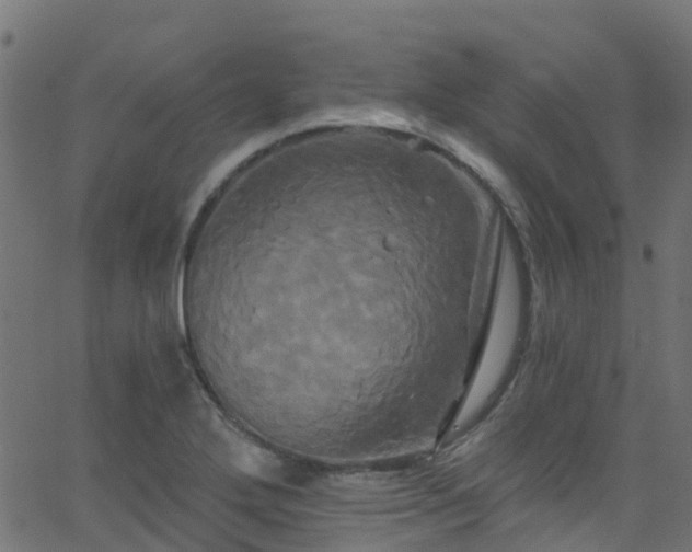 X0000068771272200605011018