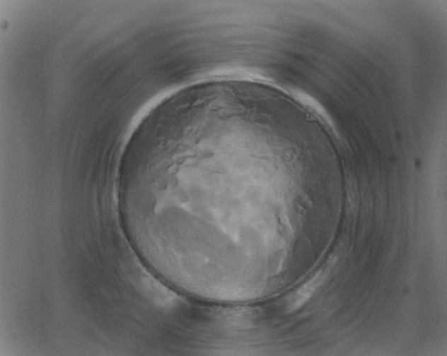 X0000068771288200605011017