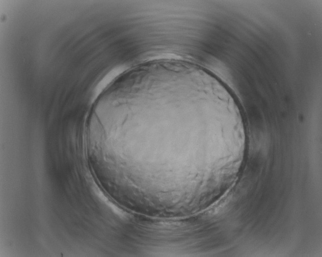 X0000068771290200605011017