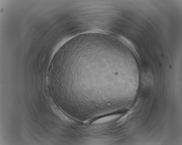 X0000068771292200605011017