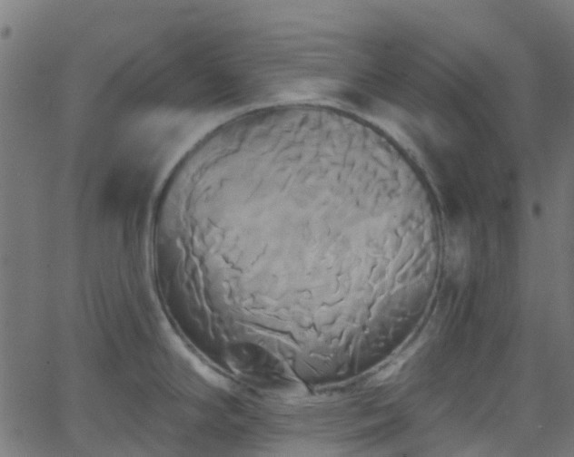 X0000068771294200605011017