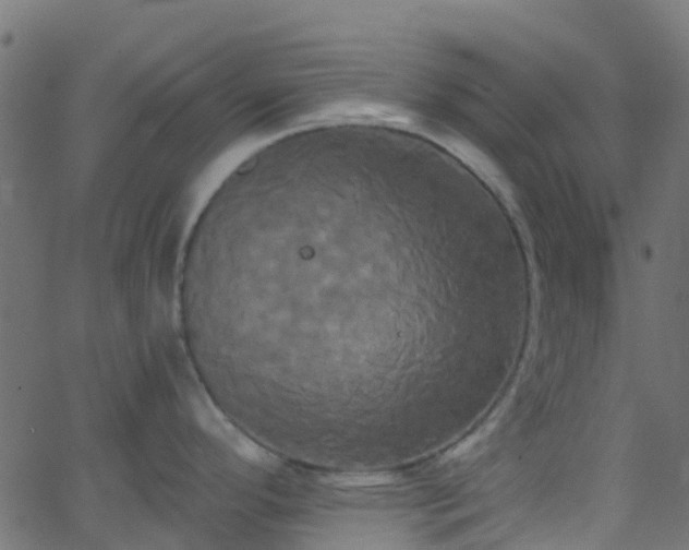 X0000068771296200605011017