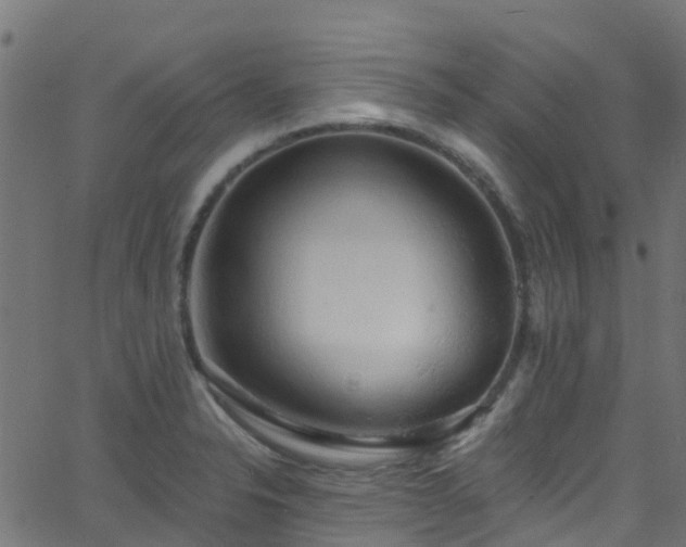 X0000068771326200605011017