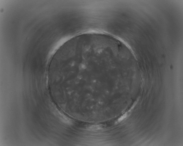 X0000068771367200605011016