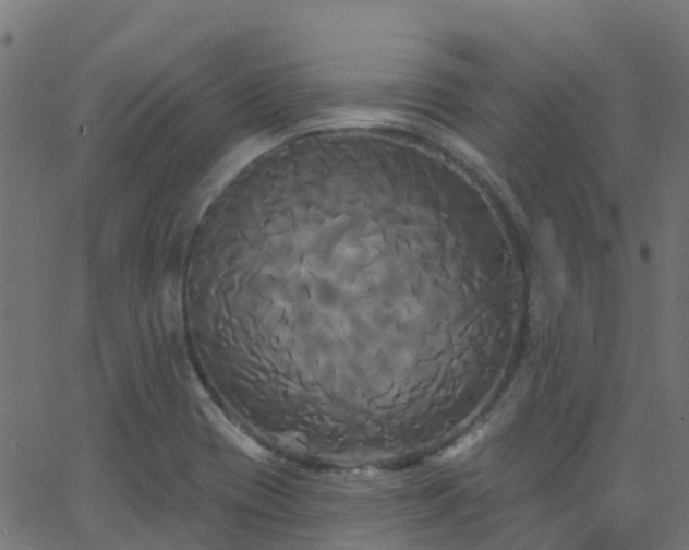 X0000068771417200605011015