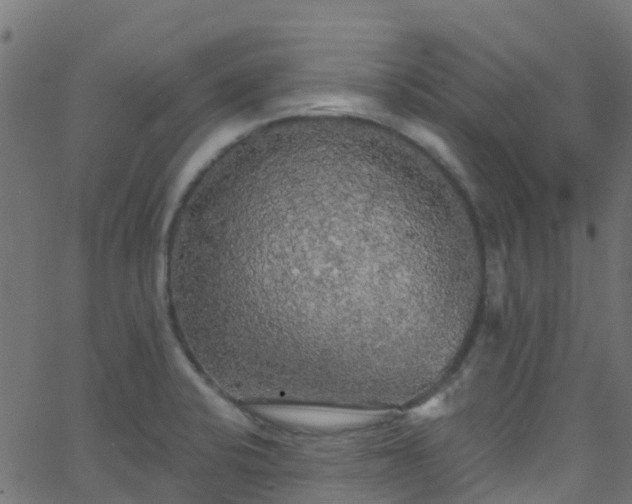 X0000068771424200605011015