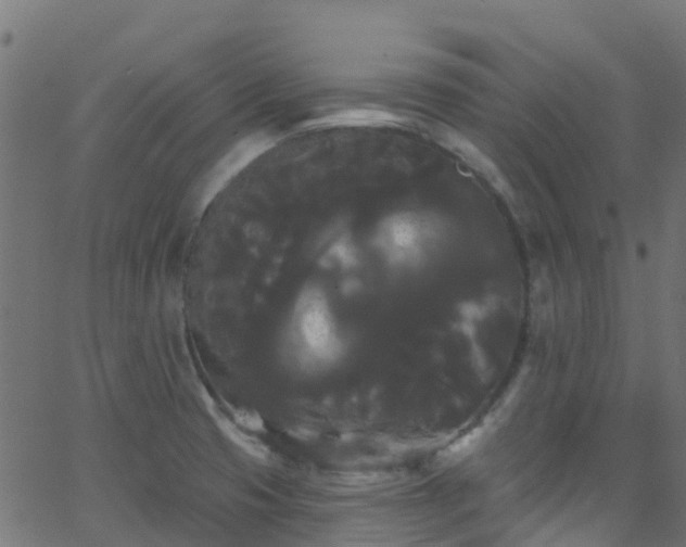 X0000068771425200605011015