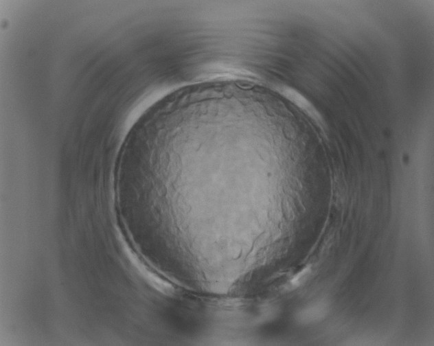 X0000068771431200605011015