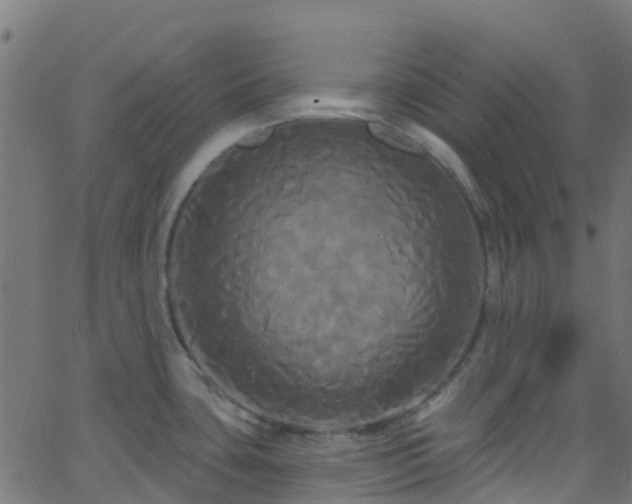 X0000068771435200605011016