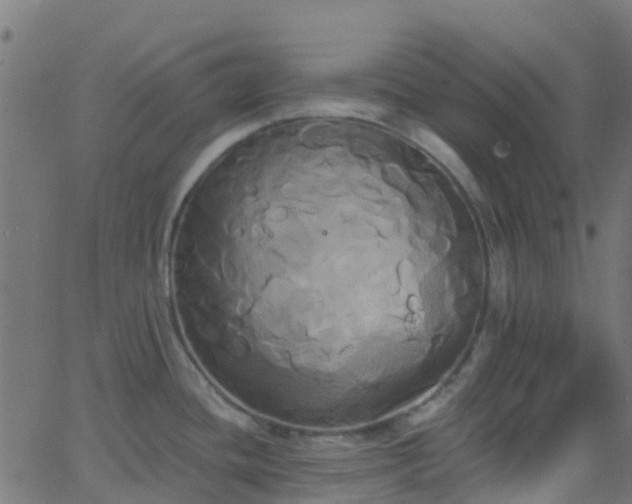 X0000068771436200605011016