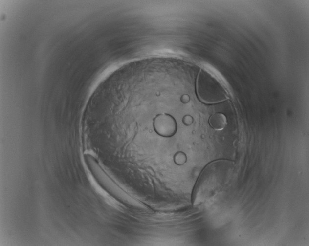 X0000068771439200605011016