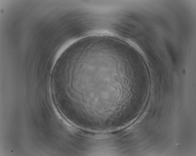 X0000068771440200605011016