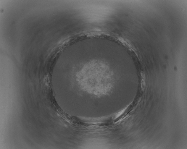 X0000068771445200605011015