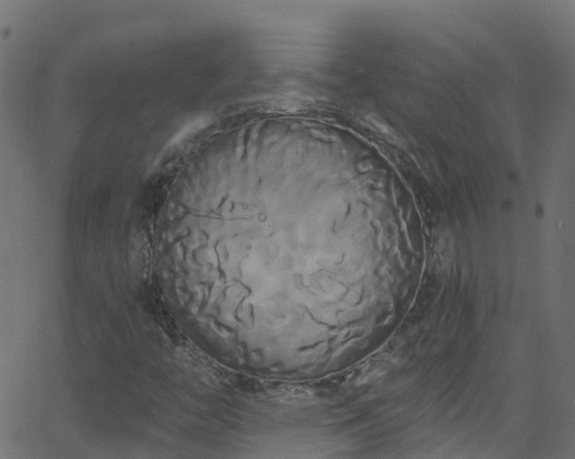 X0000068771446200605011015