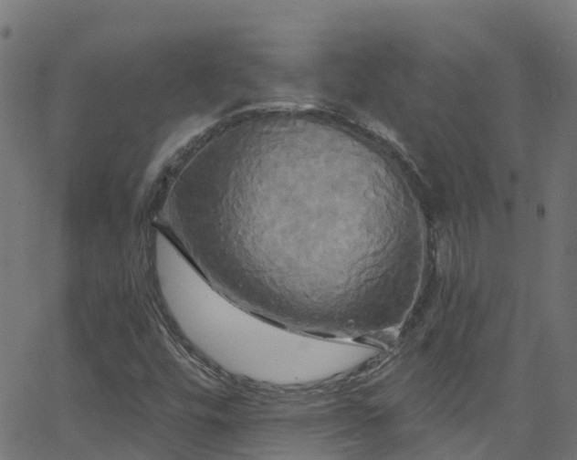 X0000068771448200605011015