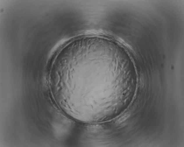 X0000068771454200605011015