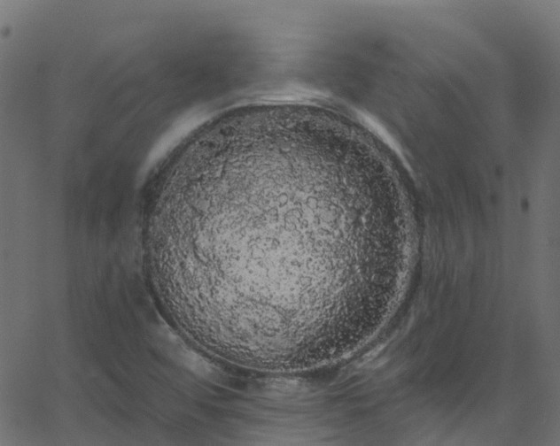 X0000068771456200605011015