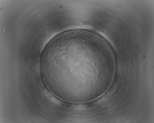 X0000068771460200605011015