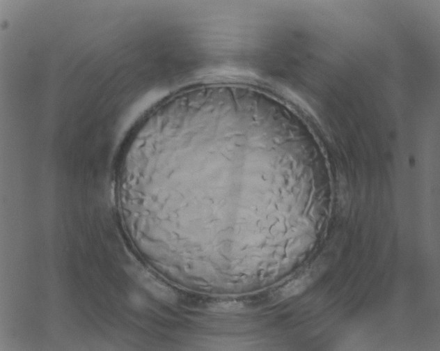 X0000068771462200605011015