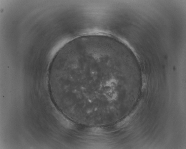 X0000068771463200605011014