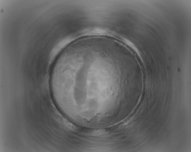 X0000068771464200605011014