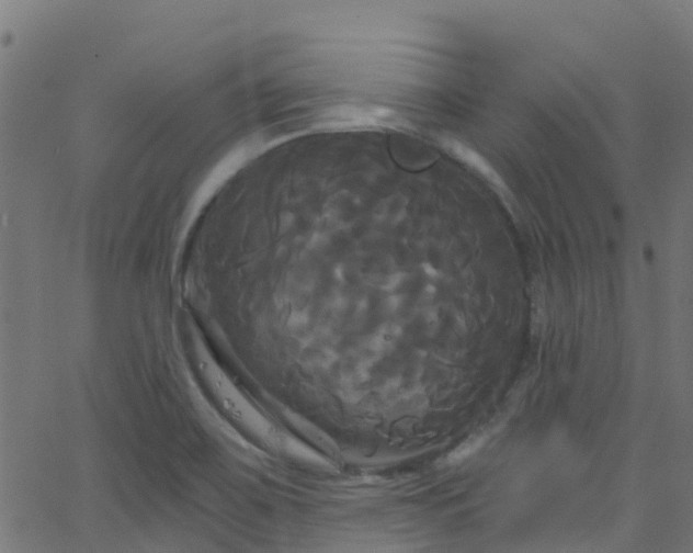 X0000068771467200605011014