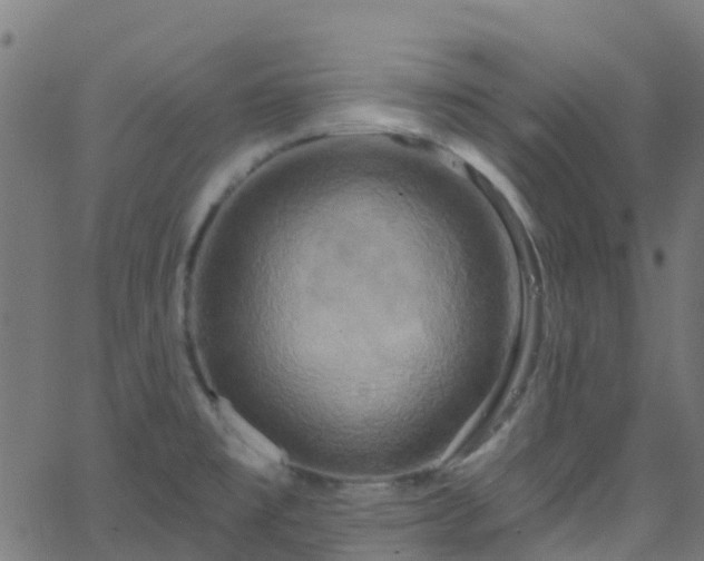 X0000068771477200605011014