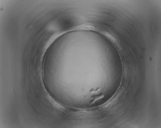 X0000068771478200605011014