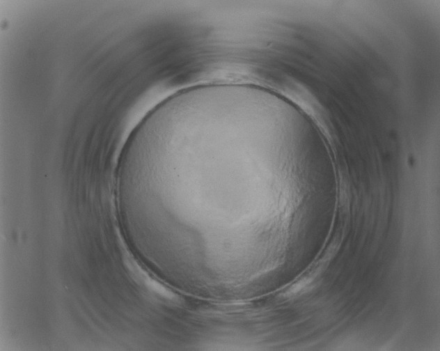 X0000068771486200605011014