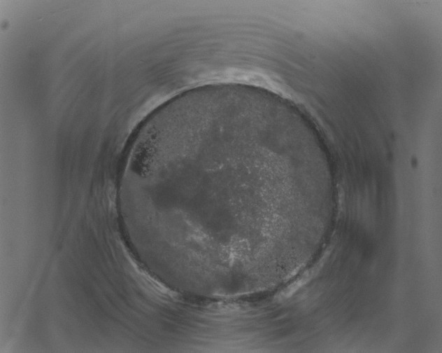 X0000068771505200605011014