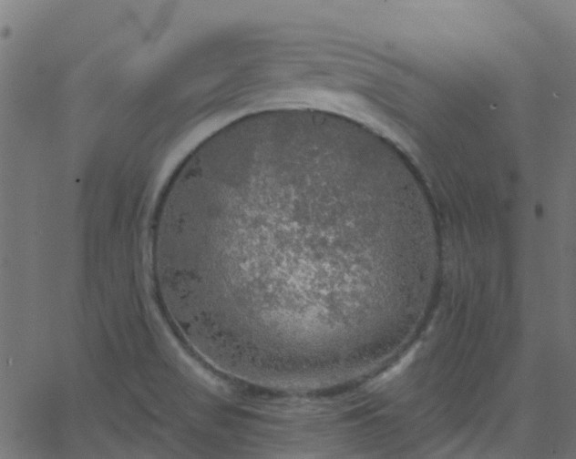 X0000068771517200605011014