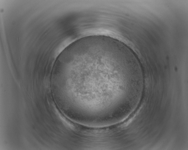 X0000068771521200605011014