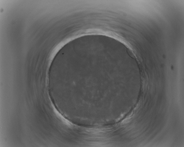 X0000068771527200605011014