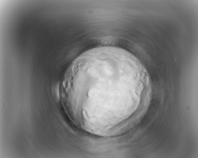 X0000068770028200605051643