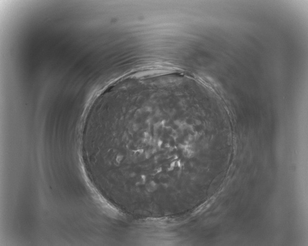 X0000068770049200605051642