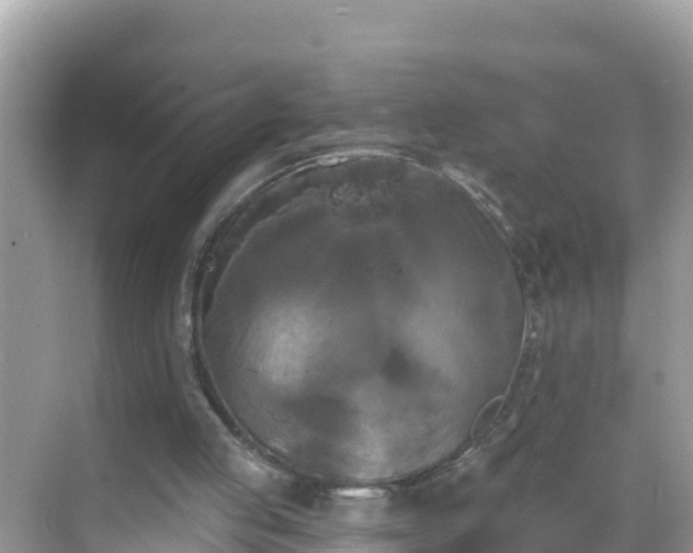 X0000068770053200605051642