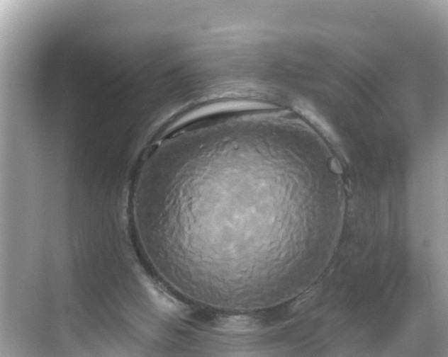 X0000068770058200605051642