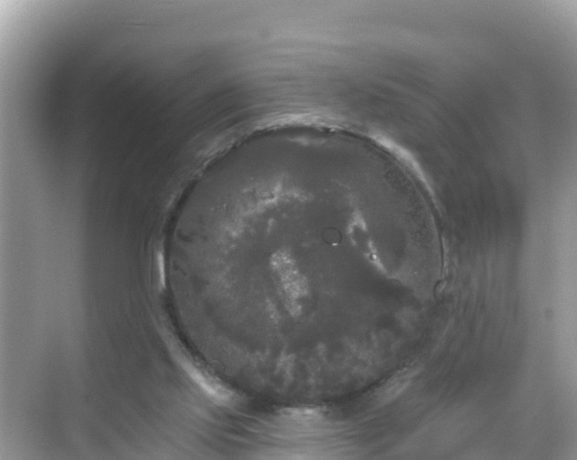 X0000068770061200605051642