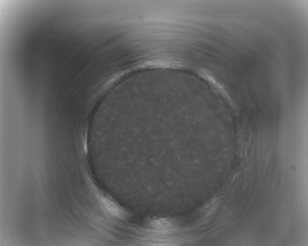 X0000068770062200605051642