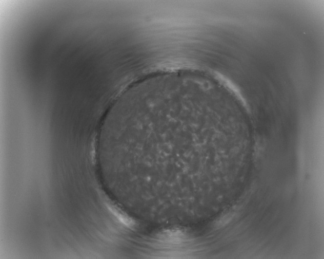 X0000068770065200605051642