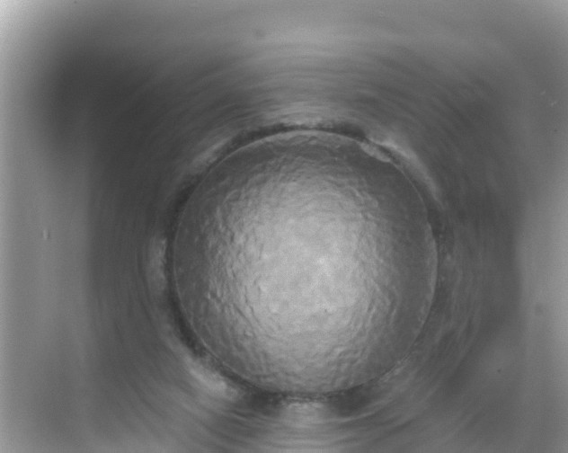 X0000068770066200605051642